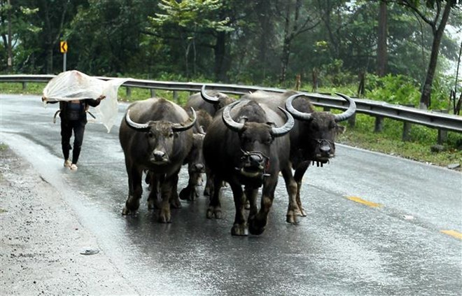 B&agrave; con n&ocirc;ng d&acirc;n di chuyển đ&agrave;n tr&acirc;u xuống v&ugrave;ng thấp chống r&eacute;t. (Ảnh: Quốc Kh&aacute;nh/TTXVN)