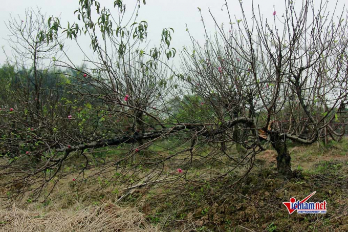 Đi&ecirc;u đứng nh&igrave;n h&agrave;ng trăm gốc đ&agrave;o bị kẻ gian đốn hạ ở Bắc Ninh