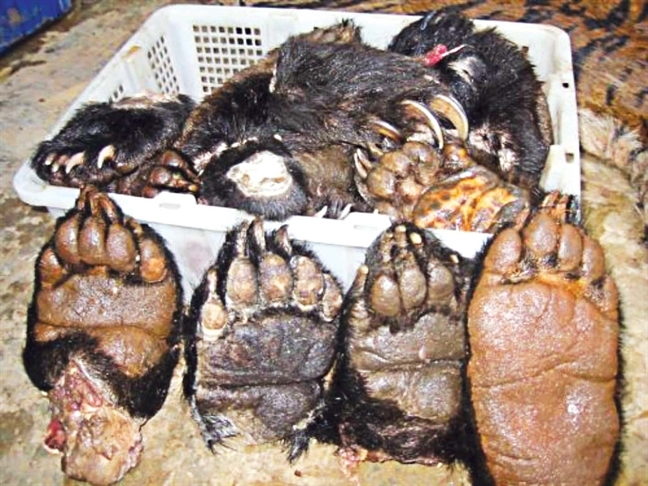 Tay gấu trong khu bếp của nh&agrave; h&agrave;ng