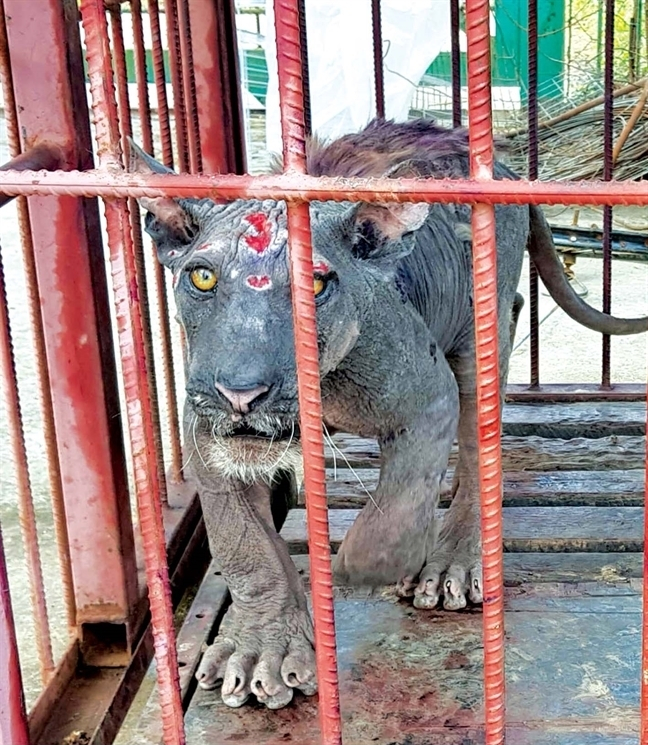 Rất kh&oacute; để h&igrave;nh dung đ&acirc;y l&agrave; một con hổ