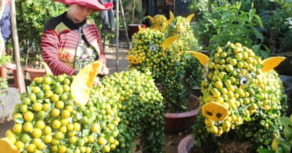 "Độc và lạ" những cây quất hình chú heo vàng