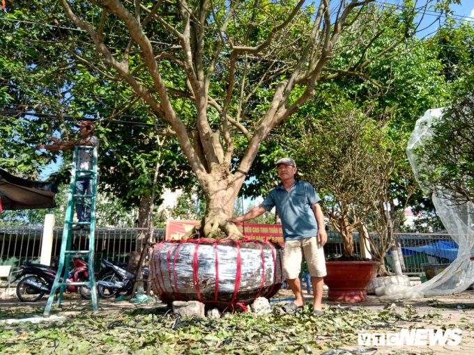 Chủ nh&acirc;n của c&acirc;y mai n&agrave;y l&agrave;&nbsp;&ocirc;ng Nguyễn Văn Hiếu (54 tuổi; ngụ huyện Long Hồ, tỉnh Vĩnh Long).&nbsp;