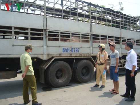 Cơ quan chức năng Trạm kiểm dịch động vật Thủ Đức (TPHCM) kiểm tra nguồn gốc, xuất xứ heo tại c&aacute;c cửa ng&otilde; trước khi v&agrave;o th&agrave;nh phố.