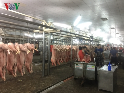 Trung b&igrave;nh mỗi ng&agrave;y c&oacute; 10.000 con heo được đưa về chợ đầu mối H&oacute;c M&ocirc;n để ti&ecirc;u thụ trong những ng&agrave;y gi&aacute;p Tết Nguy&ecirc;n Đ&aacute;n..