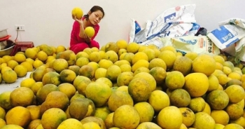 Người tiêu dùng vẫn chuộng bưởi nội