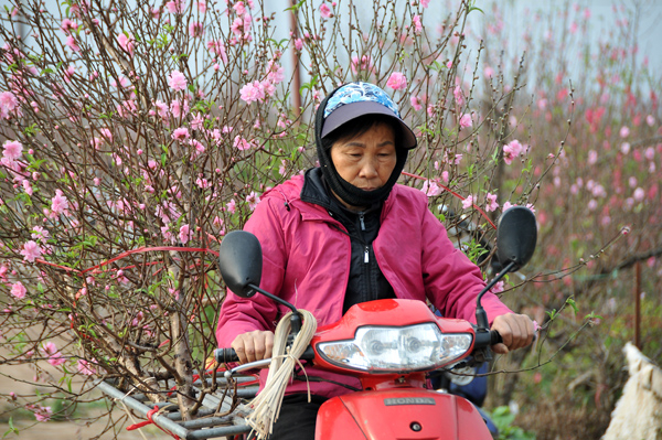 Trước nỗi lo m&ugrave;a vụ, điều m&agrave; c&aacute;c hộ trồng đ&agrave;o mong ng&oacute;ng nhất l&uacute;c n&agrave;y l&agrave; thời tiết r&eacute;t hơn&nbsp;để đảm bảo đ&agrave;o nở đẹp đ&uacute;ng độ Tết.