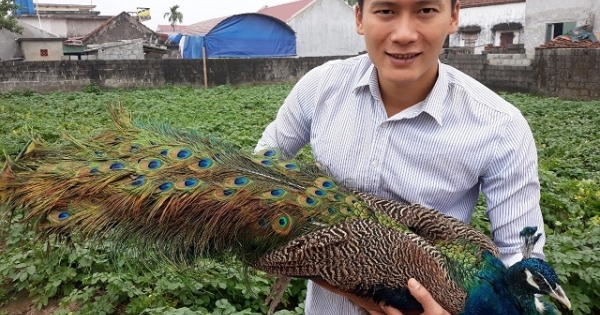 Nam Định: Nuôi chim công cho nhà giàu chơi Tết, kiếm bộn tiền