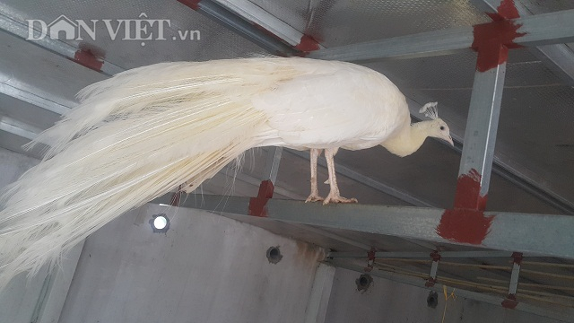 Chim c&ocirc;ng trắng hay c&ograve;n gọi l&agrave; c&ocirc;ng khổng tước, d&ugrave; c&oacute; gi&aacute; kh&aacute; cao nhưng vẫn được nhiều đại gia săn l&ugrave;ng về chơi Tết.