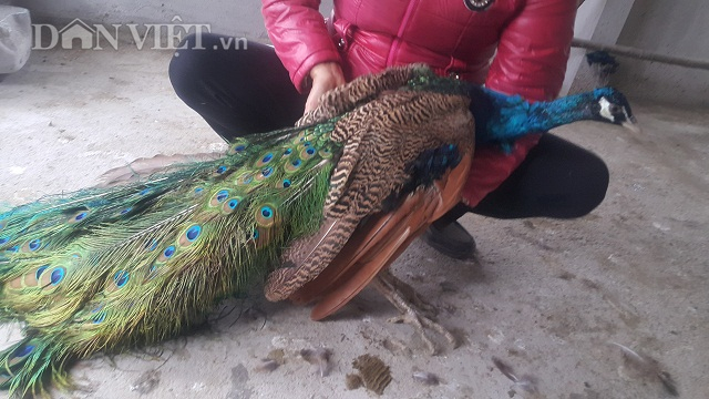 Phần đu&ocirc;i chim c&ocirc;ng c&oacute; c&aacute;c hoa văn h&igrave;nh đồng tiền,&nbsp;tượng trưng cho t&agrave;i lộc v&agrave; may mắn n&ecirc;n chim c&ocirc;ng rất được ưa chuộng chơi trong c&aacute;c dịp Tết.