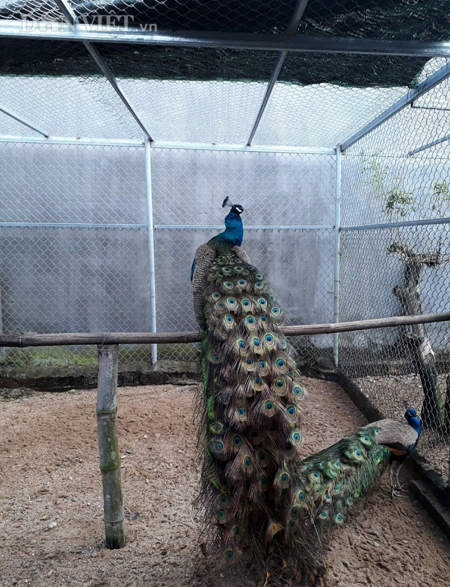 B&ecirc;n cạnh gi&aacute; trị về mặt thẩm mỹ, chim c&ocirc;ng l&agrave; một vật nu&ocirc;i phong thủy. Chiếc m&agrave;o tr&ecirc;n đầu chim c&ocirc;ng c&oacute; h&igrave;nh chiếc vương miện, l&ocirc;ng đu&ocirc;i c&oacute; h&igrave;nh đồng tiền, mang &yacute; nghĩa t&agrave;i lộc, may mắn, sung t&uacute;c, ph&uacute; qu&yacute; cho gia chủ. M&agrave;u xanh của l&ocirc;ng vũ tượng trưng cho &aacute;nh s&aacute;ng, gi&uacute;p tăng cường vượng kh&iacute;, ti&ecirc;u trừ những điềm xấu...