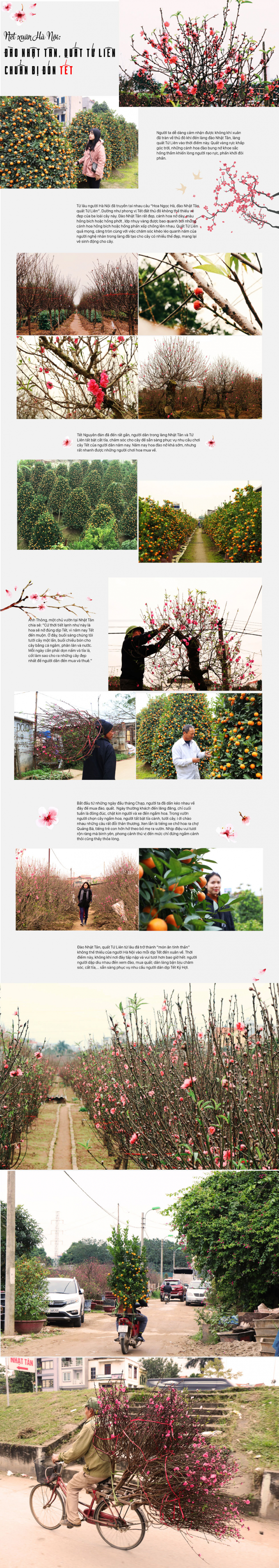 N&eacute;t xu&acirc;n H&agrave; Nội: Đ&agrave;o Nhật T&acirc;n, quất Tứ Li&ecirc;n chuẩn bị đ&oacute;n Tết