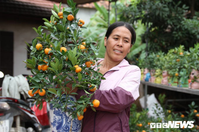 B&agrave; Mai cho biết, gia đ&igrave;nh b&agrave; đ&atilde; l&agrave;m những c&acirc;y quất c&oacute; quả độc đ&aacute;o như vậy từ 3 năm nay, nhưng phải hai năm trở lại đ&acirc;y th&igrave; mới c&oacute; nhiều h&agrave;ng để b&aacute;n ra thị trường.