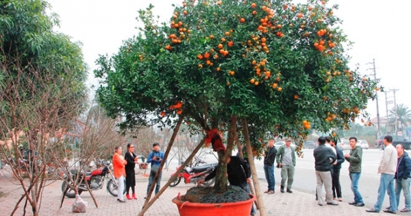 Quýt cổ thụ “hàng độc” giá cả ngàn USD
