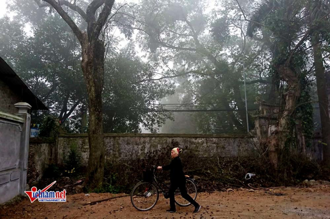 Hai c&acirc;y sưa c&oacute; vị tr&iacute; nằm cạnh nhau.