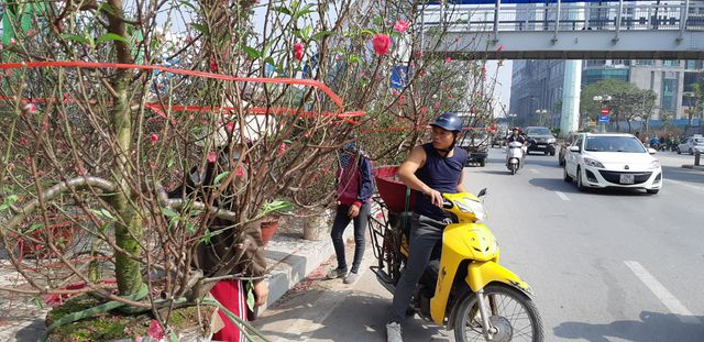 Thợ chở đ&agrave;o chủ yếu l&agrave; d&acirc;n địa phương, l&aacute;i xe &ocirc;m l&agrave;m th&ecirc;m nghề. C&ograve;n những chủ vườn mai v&agrave;ng, địa lan từ miền Nam hay Đ&agrave; Lạt ra H&agrave; Nội b&aacute;n h&agrave;ng, họ thu&ecirc; chung thợ chở đ&agrave;o để vận chuyển cho kh&aacute;ch kịp l&uacute;c biếu, tặng hay trưng b&agrave;y.&nbsp;&nbsp;