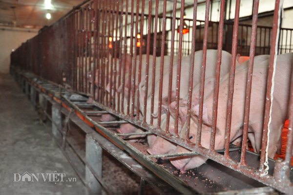 gia heo hoi hom nay 2/1: sap mat moc 80.000 dong/kg? hinh anh 2