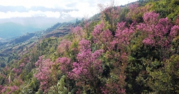 Hoa đào bừng sáng trời đông Mù Cang Chải