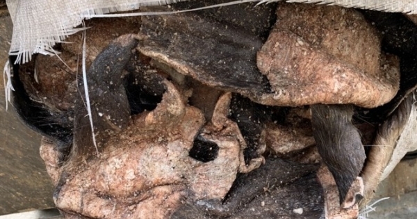 CSGT bắt xe tải chở hàng tấn da trâu, bò bốc mùi hôi thối nồng nặc