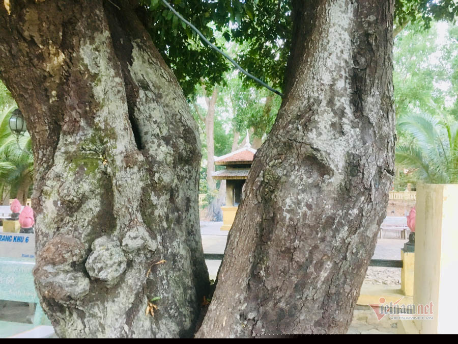 Huyền thoại về ba cây thị hơn 200 năm tuổi ở Côn Đảo