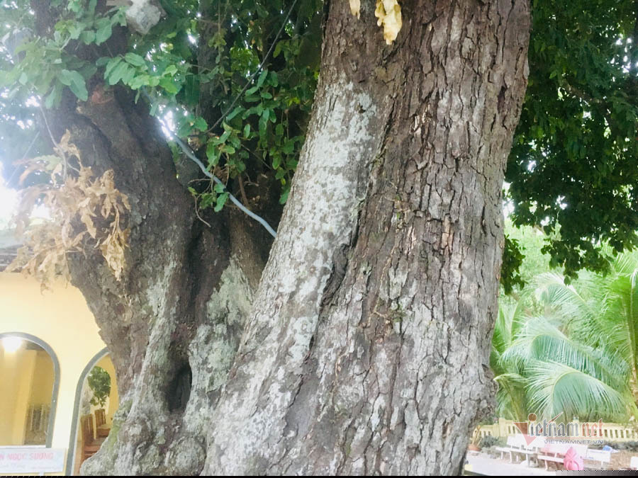 Huyền thoại về ba cây thị hơn 200 năm tuổi ở Côn Đảo
