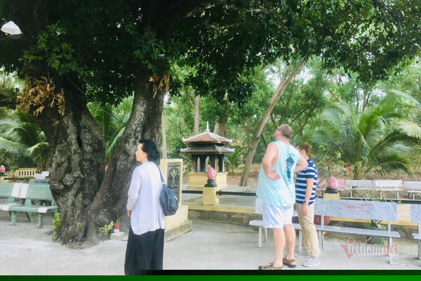 Huyền thoại về ba cây thị hơn 200 năm tuổi ở Côn Đảo