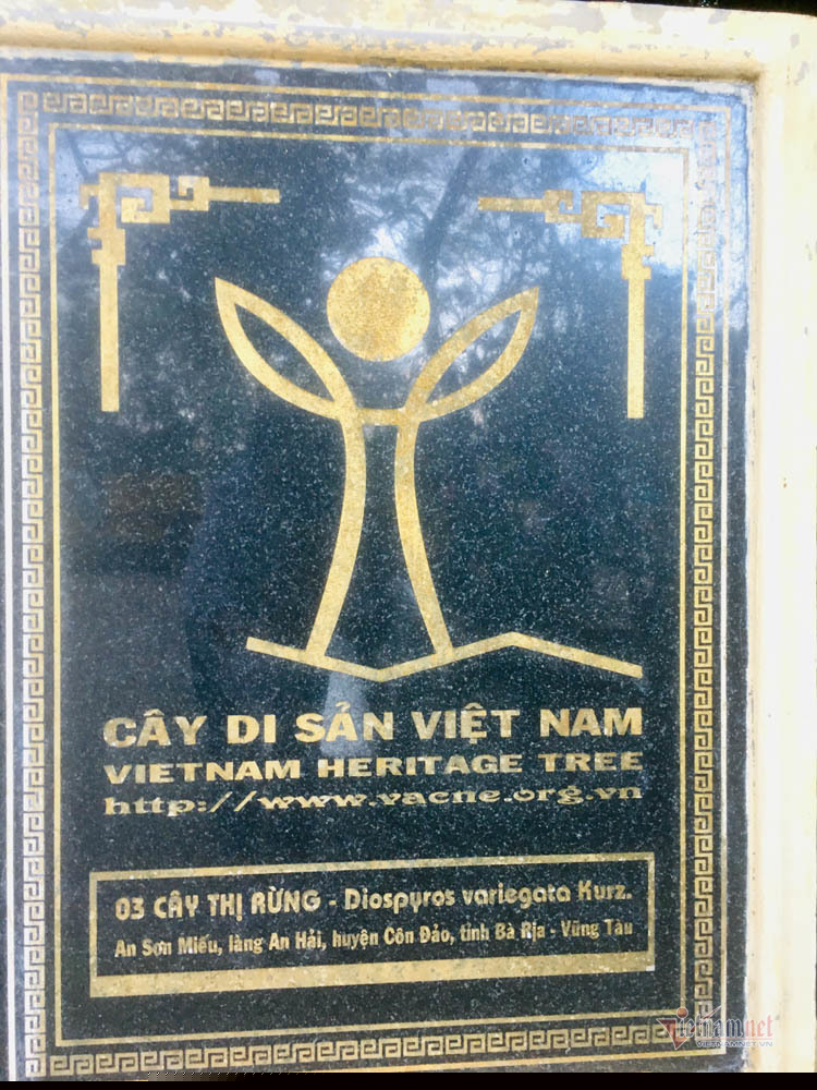 Huyền thoại về ba cây thị hơn 200 năm tuổi ở Côn Đảo