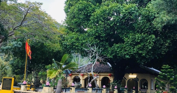 Huyền thoại về ba cây thị hơn 200 năm tuổi ở Côn Đảo