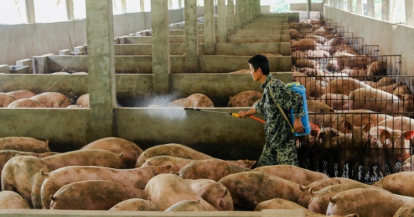 Tin kinh tế 6AM: Bắt đầu xuất hiện dấu hiệu tăng giá heo hơi mới; iPhone 12 năm nay sẽ có pin "trâu" hơn