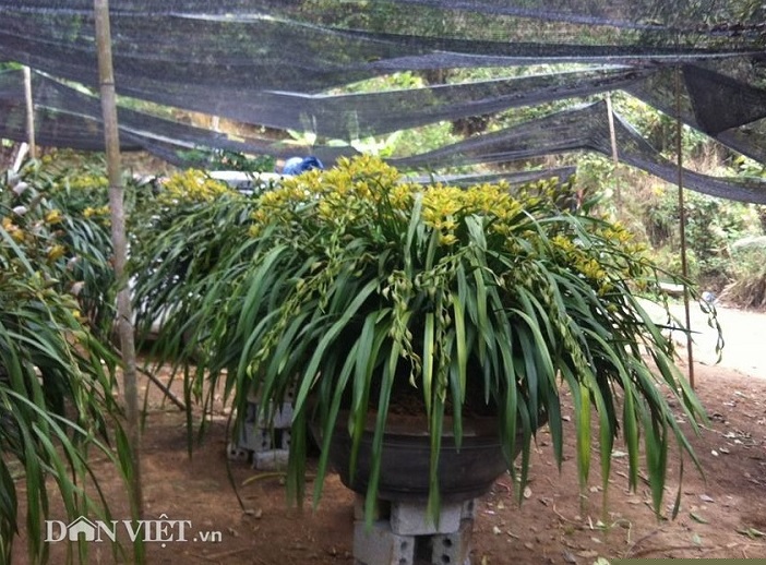 cao thu tiet lo bi kip cham lan “giac mong vua tran” no dung dip tet hinh anh 3