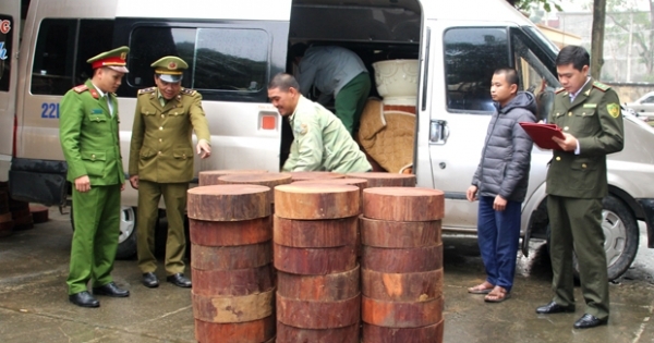 Hà Giang: Đối tượng chở thớt Nghiến bằng xe ô tô 16 chỗ bị bắt giữ