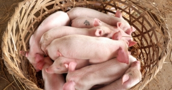 Ông Trần Bá Dương chính thức đầu tư nuôi heo giống