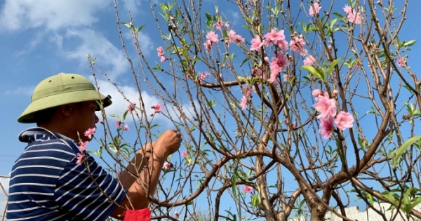 "Sững sờ" với giá thuê đào cảnh chơi Tết tại Nghệ An: Có gốc định giá thuê đến 250 triệu đồng