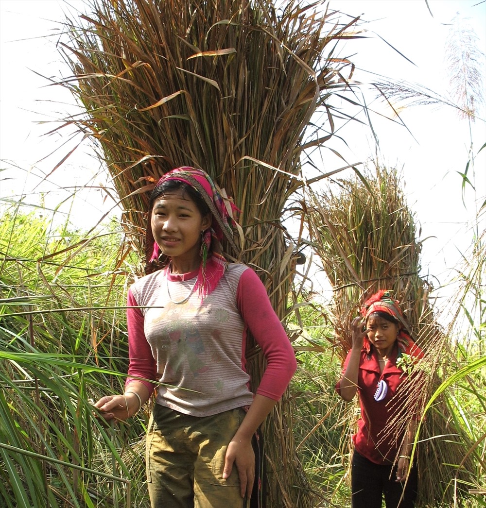 Sơn nữ Hà Nhì đi cắt cỏ tranh hay các bông lau tinh khiết về đan thành tổ tròn treo trước hiên nhà để dụ chim én “cõng mùa xuân về“. Hoặc họ làm những lẵng hoa dại hồn nhiên đến nao lòng như thế này để cầu may. Ảnh: Lãng Quân.