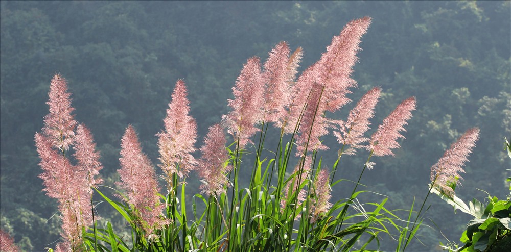 Sơn nữ Hà Nhì đi cắt cỏ tranh hay các bông lau tinh khiết về đan thành tổ tròn treo trước hiên nhà để dụ chim én “cõng mùa xuân về“. Hoặc họ làm những lẵng hoa dại hồn nhiên đến nao lòng như thế này để cầu may. Ảnh: Lãng Quân.