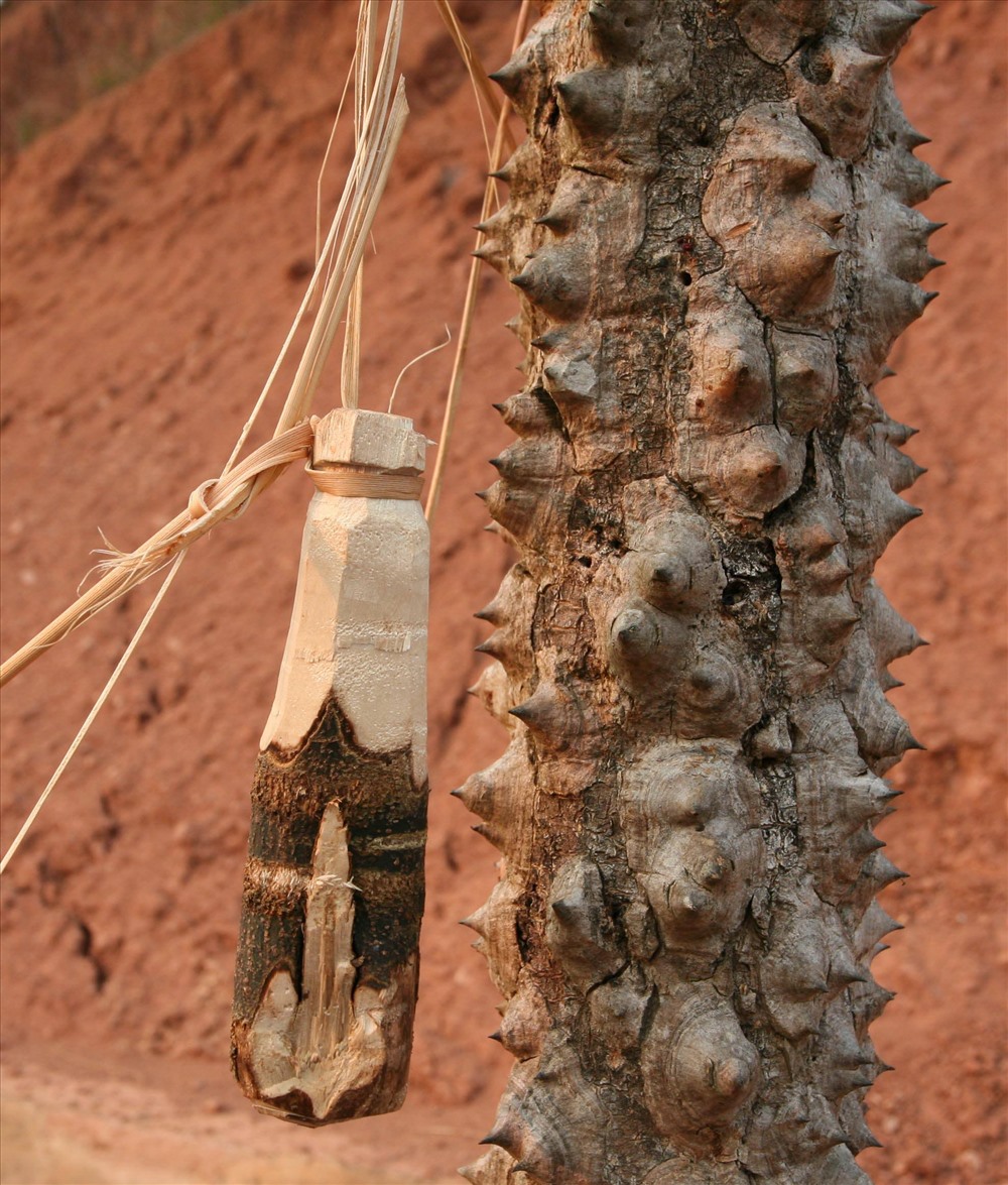 Phom cổng “Lễ cấm bản” ngày Tết ở Mường Tè, Mường Nhé, với nhiều cảnh phồn thực cầu nhân khang vật thịnh; cùng vũ khí đạn dược (đẽo bằng gỗ) để dọa ma tà.