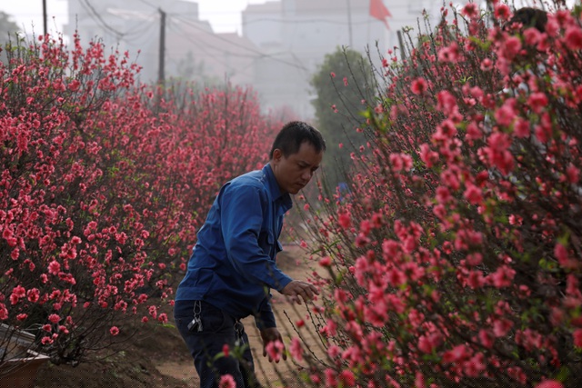 Người nông dân Việt Nam trong vườn đào.