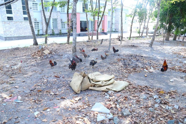 Khu vực tổ chức đánh bạc bằng hình thức đá gà.