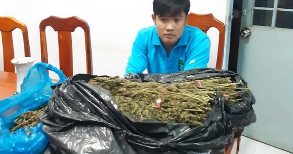 Phát hiện đối tượng vận chuyển gần 11 kg thảo mộc nghi vấn cần sa