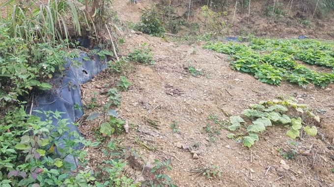 Dự án đến nay đã xử lý xong và đã trồng được rau xanh.
