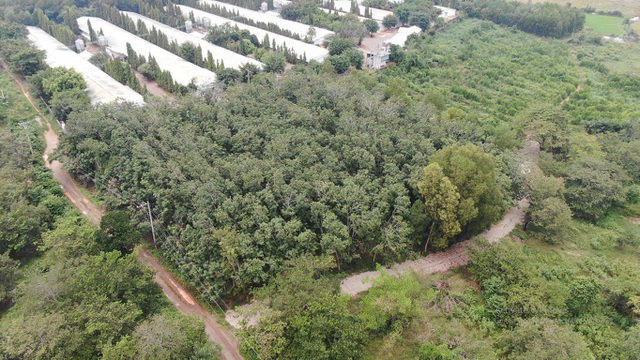 Đất trồng cây vẫn nhiều, chưa có người ở