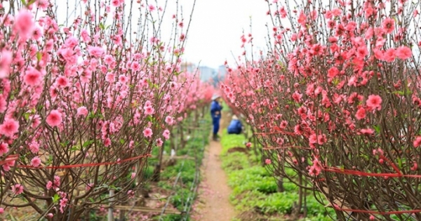 Băn khoăn phát triển du lịch gắn với hoa