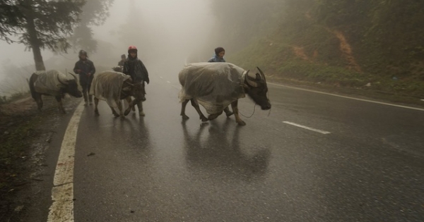 Lào Cai: Tuyết rơi dày 20cm, đã có 45 con trâu chết vì giá lạnh