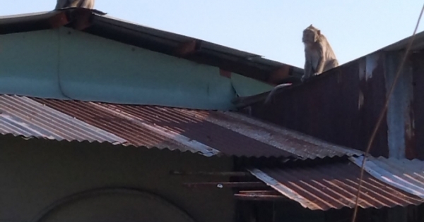 TP HCM: Xuất hiện đàn khỉ ở khu dân cư ở khiến người dân lo sợ