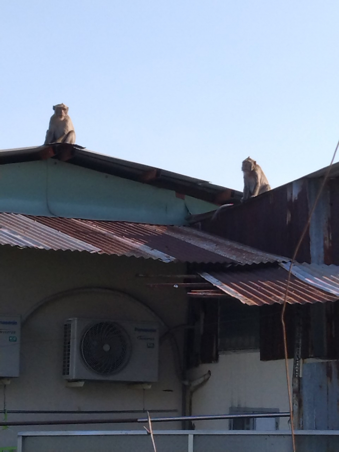 Đàn khỉ thường xuyên xuất hiện, phá phách, đập phá đồ đạc, trộm trái cây của người dân.