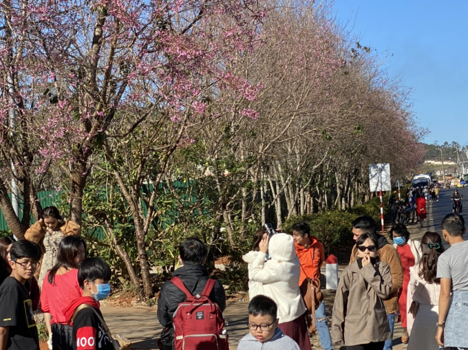 “Ai lên xứ hoa đào, đừng quên mang về một nhành hoa” là câu hát nổi tiếng, ca ngợi loài hoa này. Tuy nhiên, giờ đây, thay vì bẻ cành, gần như không một ai rời Đà Lạt mùa này lại không mang về cho mình một tấm hình đẹp cùng Mai Anh Đào.