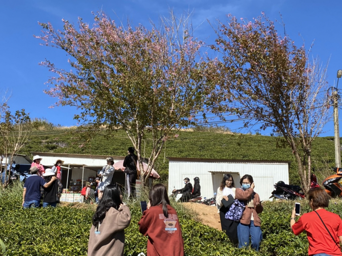 Mai Anh Đào đang đem đến một cảm xúc đẹp cho du khách khi đặt chân lên cao nguyên Lâm Viên.