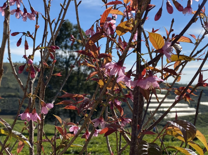 Thông thường Mai Anh Đào nở từ 1 đến 2 tháng. Tuy nhiên năm nay, do nhiều nguyên nhân, Mai Anh Đào nở sớm hơn.