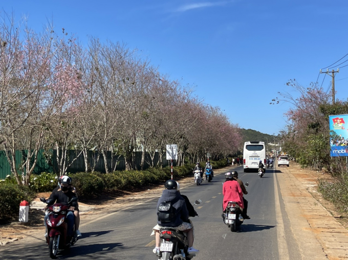 Hiện tại Đà Lạt có khoảng 80.000 cây Mai Anh Đào. Trong đó, tập trung nhiều nhất ở khu vực hồ Xuân Hương, đường Phan Đình Phùng, đường Trần Hưng Đạo và một số tuyến phố trung tâm khác.