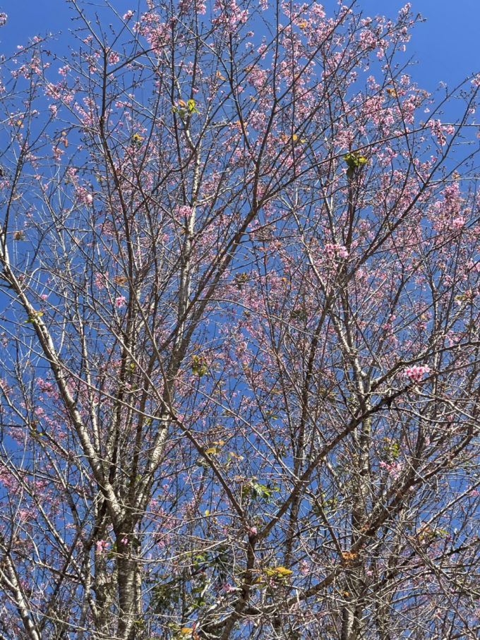 Trong khi đó, một luồng ý kiến khác lại cho rằng giống hoa Mai Anh Đào ở Đà Lạt có nguồn gốc từ Nhật Bản du nhập vào Việt Nam khoảng các năm 60 của thế kỷ trước. Khi xây dựng thủy điện Đa Nhim, loài hoa này bắt đầu được đưa từ đất nước Mặt trời mọc về Đà Lạt trồng. Và từ đó, thành phố ngàn hoa có thêm sắc hồng của Mai Anh Đào khi mùa xuân về.