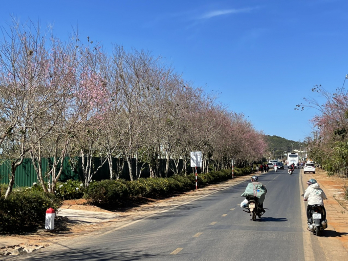 Cho dù nguồn gốc của loài hoa này có như thế nào đi nữa thì cũng không thể phủ nhận Mai Anh Đào là một loài hoa độc đáo và là niềm tự hào riêng của người Đà Lạt.